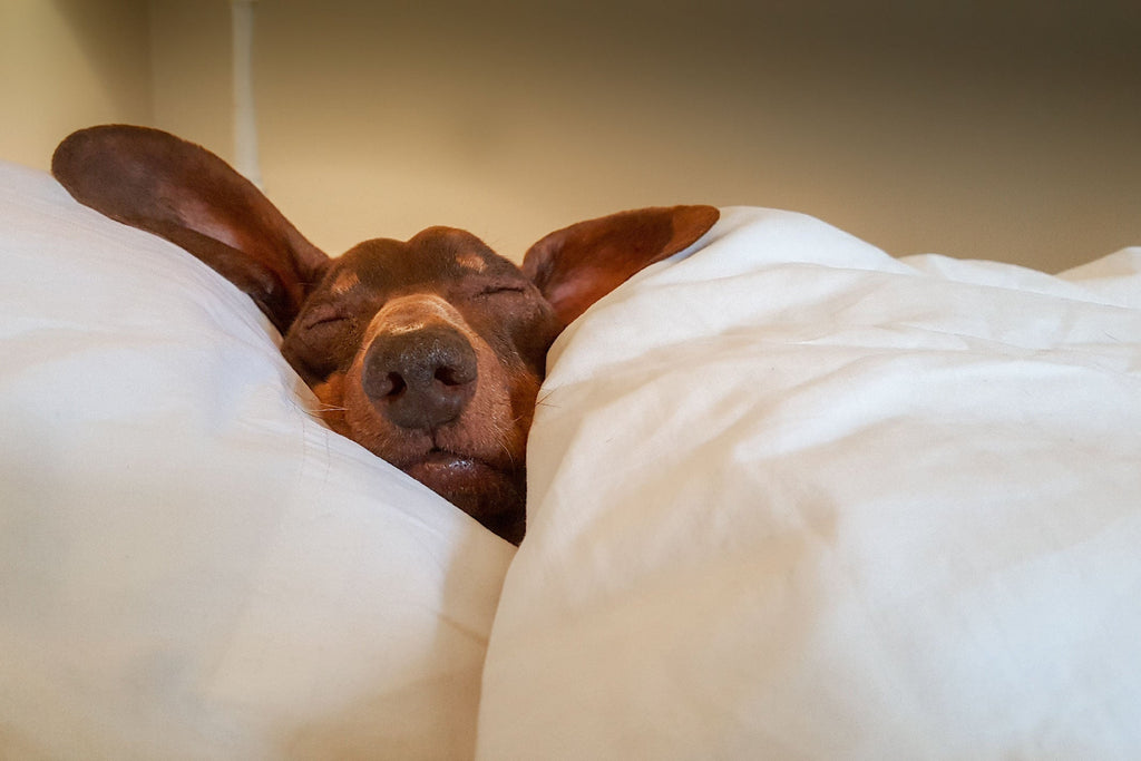 4 Reasons Your Pet Shouldn't Sleep In Your Bed